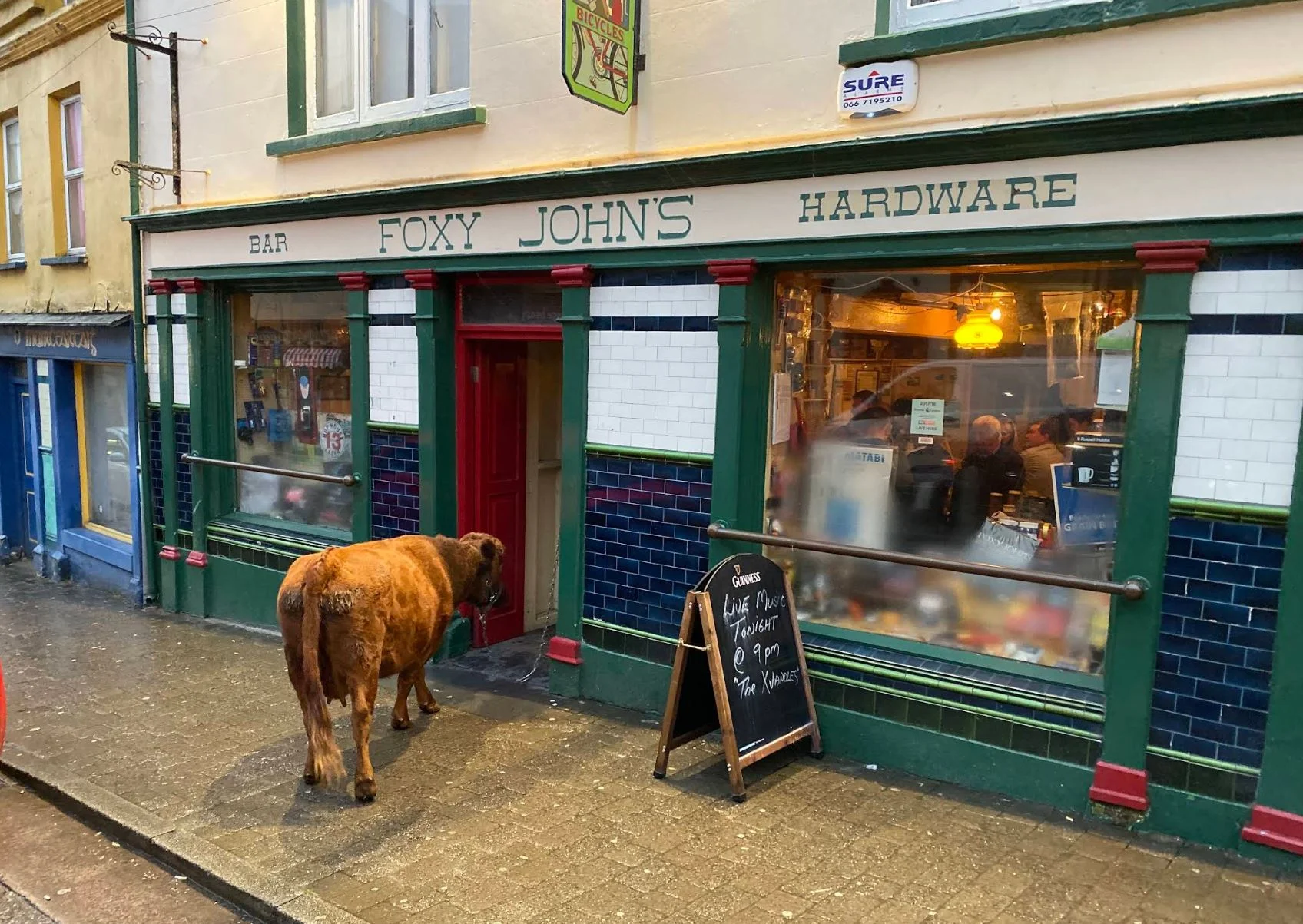 A cow outside Foxy John's - only in Dingle